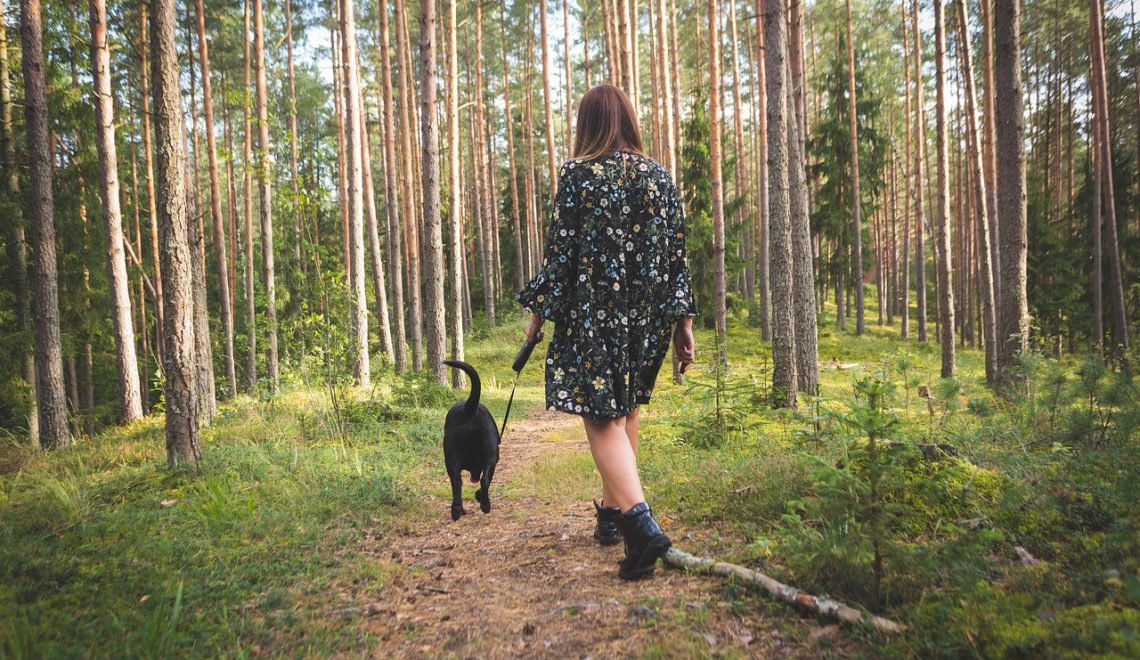 Hund im Wald frei laufen lassen